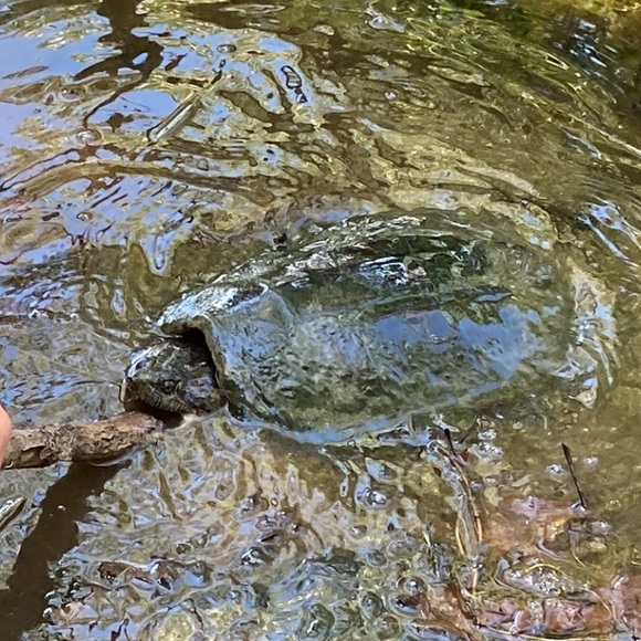 Meet your Posher, Kayleigh - Picture 1 of 1